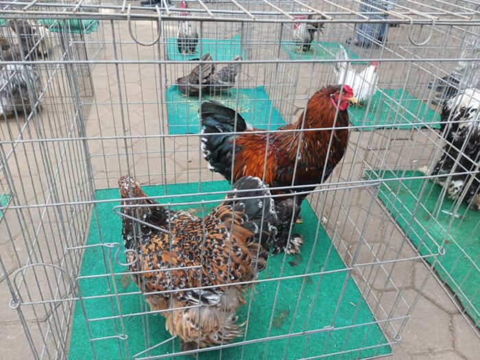 Pembukaan Kontes Ayam Hias dan Repril Nasional Piala WaliKota Cimahi 2025 Pembukaan Kontes Ayam Hias dan Repril Nasional Piala WaliKota Cimahi 2025