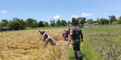 Babinsa Koramil 05/Waingapu Bantu Petani Panen Padi Di Kelurahan Kawangu