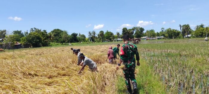 Babinsa Koramil 05/Waingapu Bantu Petani Panen Padi Di Kelurahan Kawangu