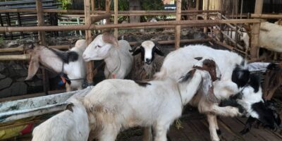 Penjualan Kambing di Bekasi Meningkat Menjelang Idul Adha 1446 H