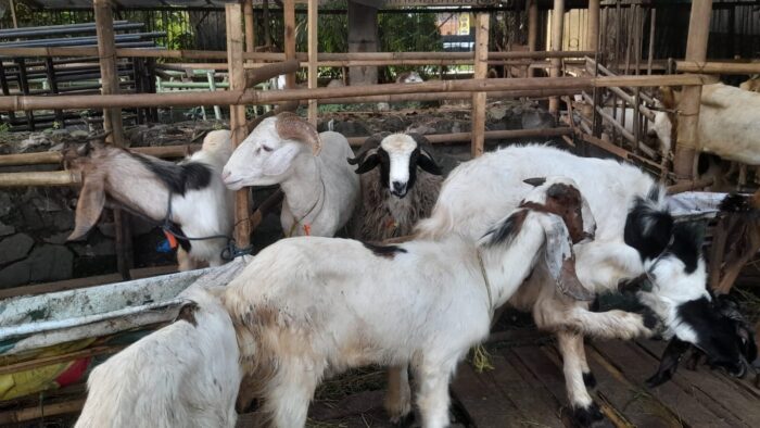 Penjualan Kambing di Bekasi Meningkat Menjelang Idul Adha 1446 H Penjualan Kambing di Bekasi Meningkat Menjelang Idul Adha 1446 H