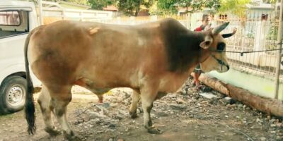 Kabupaten Bima Terima Sapi Kurban Bantuan Presiden