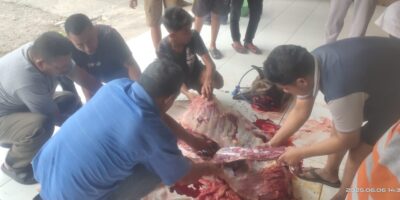 Idul Adha 1446 H, Mesjid Darussalam Sikumana Salurkan 600 Kantong Kurban