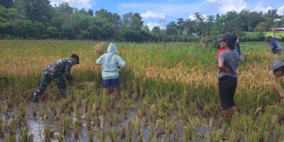 Semangat Babinsa Lewa Bantu Warga Binaan Panen Padi