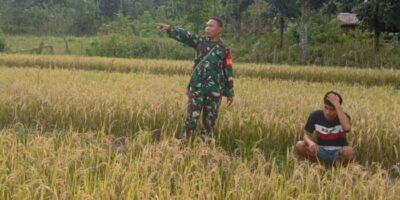 Melalui Komsos, Babinsa Sertu M. Jaini berikan Motivasi kepada Petani padi di Desa Bangga Watu