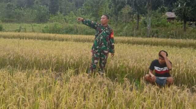 Melalui Komsos, Babinsa Sertu M. Jaini berikan Motivasi kepada Petani padi di Desa Bangga Watu