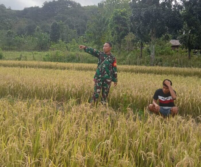 Melalui Komsos, Babinsa Sertu M. Jaini berikan Motivasi kepada Petani padi di Desa Bangga Watu