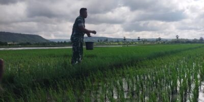 Babinsa Pahunga Lodu Bantu Petani Sebar Pupuk pada Tanaman Padi
