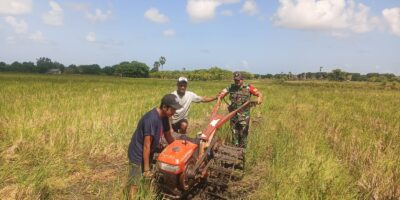 Penyiapan Musim Tanam Kedua, Babinsa Serka Daniel Umbu Ndawa Bajak Sawah Menggunakan Traktor