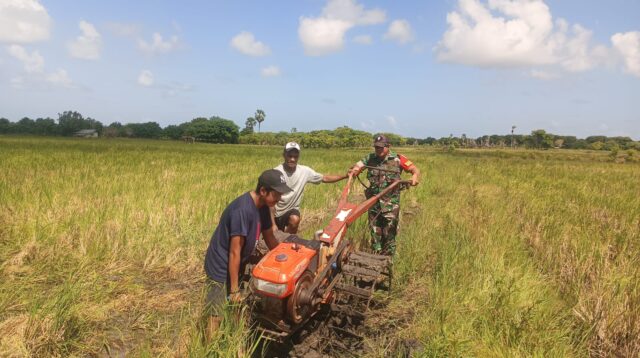 Penyiapan Musim Tanam Kedua, Babinsa Serka Daniel Umbu Ndawa Bajak Sawah Menggunakan Traktor