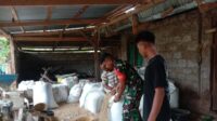 Babinsa Koramil 03/Pahunga Lodu Laksanakan Pendampingan Penggilingan Padi di Desa Kaliuda