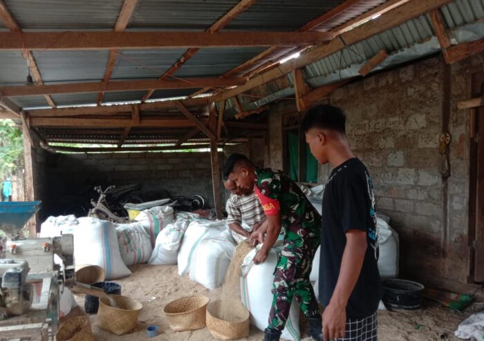 Babinsa Koramil 03/Pahunga Lodu Laksanakan Pendampingan Penggilingan Padi di Desa Kaliuda Babinsa Koramil 03/Pahunga Lodu Laksanakan Pendampingan Penggilingan Padi di Desa Kaliuda