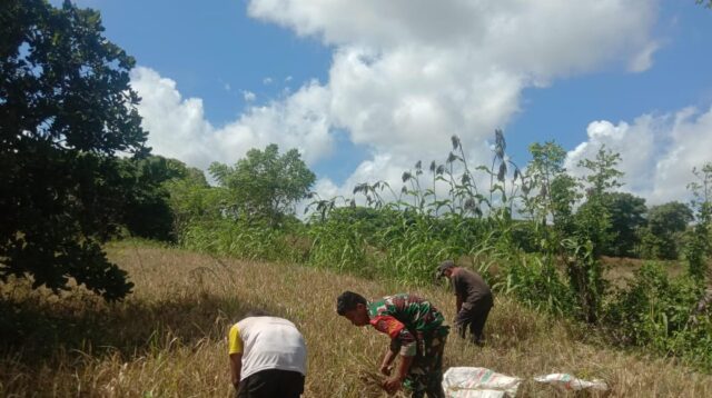Babinsa Koramil 03/Pahunga Lodu Bantu Warga Panen Padi di Desa Palanggai