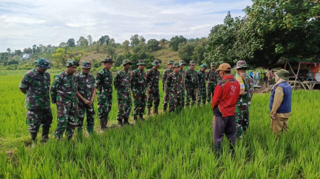 Danramil 05/Donggo Pimpin Perawatan Lahan Padi di Soromandi