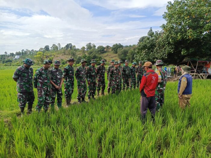 Danramil 05/Donggo Pimpin Perawatan Lahan Padi di Soromandi
