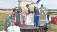 Babinsa Koramil 01/Lewa Dampingi Petani Panen Padi Gunakan Mesin Potong