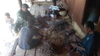 Harga Kutulak Melambung, Babinsa Ikut Panen Bersama Warga Sumba Timur