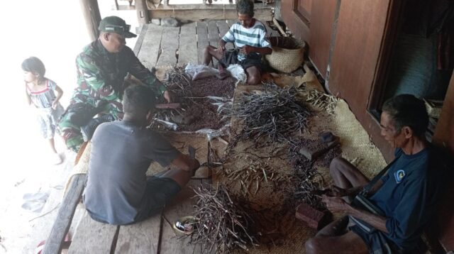 Harga Kutulak Melambung, Babinsa Ikut Panen Bersama Warga Sumba Timur