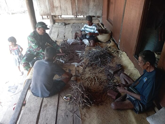 Harga Kutulak Melambung, Babinsa Ikut Panen Bersama Warga Sumba Timur Harga Kutulak Melambung, Babinsa Ikut Panen Bersama Warga Sumba Timur