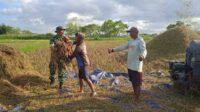Peduli Petani, Babinsa Sertu I Putu Bantu Proses Perontokan Padi di Lailara