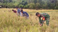 Perkuat Ketahanan Pangan, Babinsa Koramil 06/Karera Bantu Petani Panen Padi