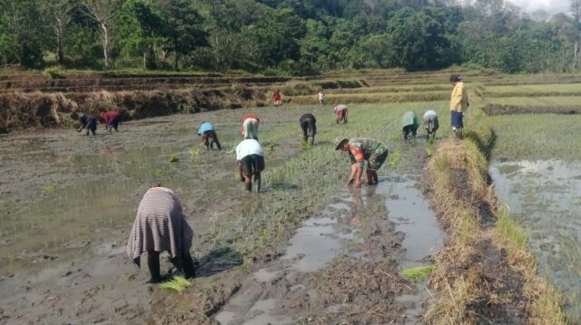 Tingkatkan LTT, Babinsa Koramil 06/Karena Bersama Petani Tanam Padi Seluas di Nggongi