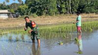 Babinsa Koramil 02/Rindi Umalulu Bantu Petani Tanam Padi di Desa Haikatapu