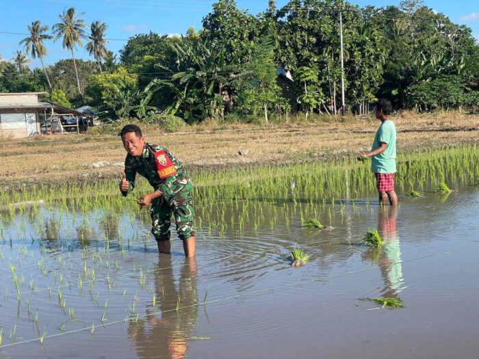 Babinsa Koramil 02/Rindi Umalulu Bantu Petani Tanam Padi di Desa Haikatapu