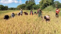 Babinsa Koramil 06/Karera Turun ke Sawah, Bantu Warga Panen Padi