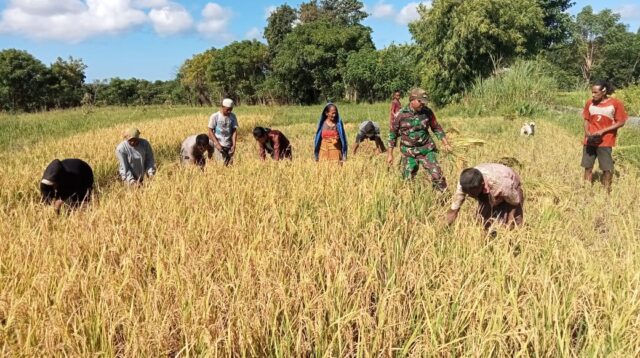 Babinsa Koramil 06/Karera Turun ke Sawah, Bantu Warga Panen Padi