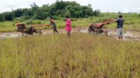 Babinsa Koramil 01/Lewa Dampingi Petani Bajak Sawah Guna Dukung Ketahanan Pangan