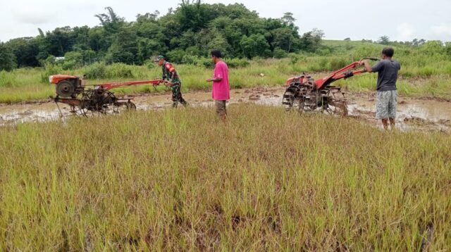 Babinsa Koramil 01/Lewa Dampingi Petani Bajak Sawah Guna Dukung Ketahanan Pangan