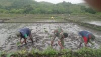 Perkuat Ketahanan Pangan, Babinsa Koramil 05/Waingapu Bantu Petani Tanam Padi