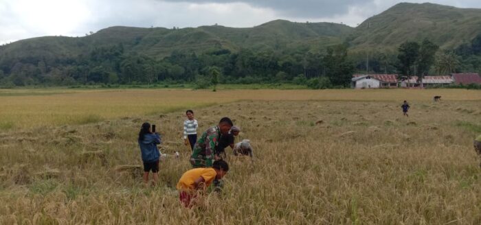 Babinsa Koramil 04/Tabundung Bantu Petani Panen Padi, Wujud Dukungan terhadap Swasembada Pangan Babinsa Koramil 04/Tabundung Bantu Petani Panen Padi, Wujud Dukungan terhadap Swasembada Pangan