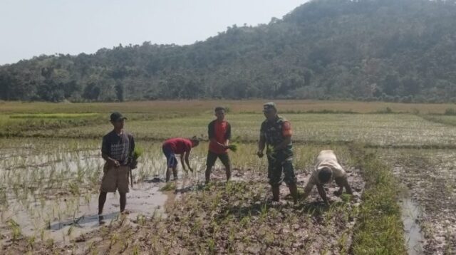 TNI Bersama Rakyat, Babinsa Tabundung Gotong Royong di Masa Tanam