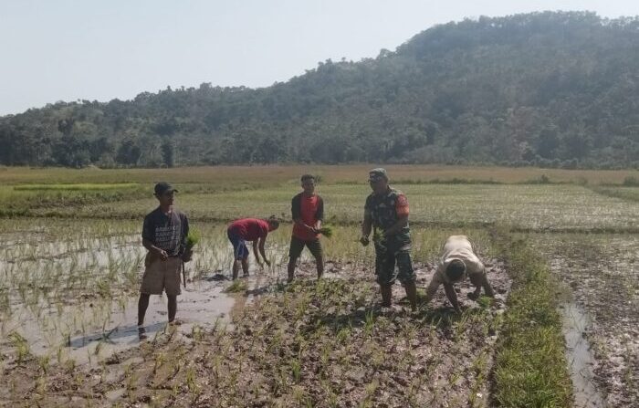 TNI Bersama Rakyat, Babinsa Tabundung Gotong Royong di Masa Tanam TNI Bersama Rakyat, Babinsa Tabundung Gotong Royong di Masa Tanam
