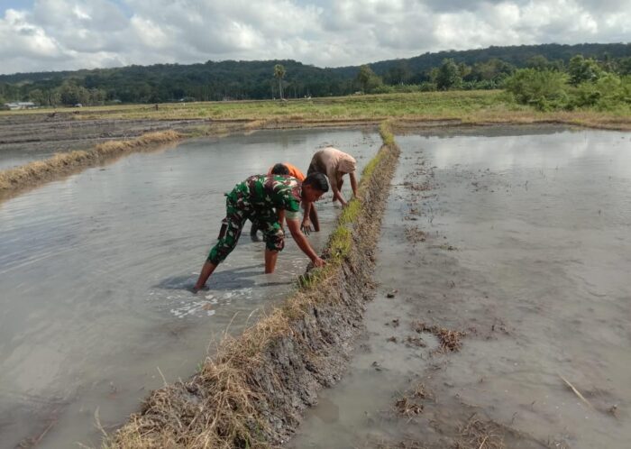 TNI dan Petani Bersinergi: Babinsa Aktif Dukung Pertanian di Sumba Timur