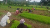 Bantu Petani Cabut Bibit Padi, Babinsa Serka Masrin Dukung Ketahanan Pangan