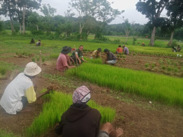 Bantu Petani Cabut Bibit Padi, Babinsa Serka Masrin Dukung Ketahanan Pangan