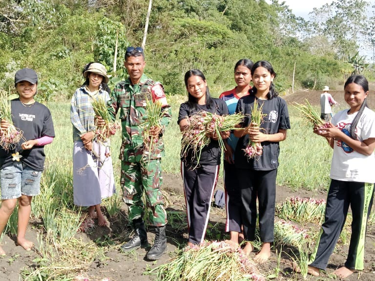 Babinsa Sertu Fahrurrahman Laksanakan Komsos Saat Warga Panen Bawang di Kelurahan Wekarou Babinsa Sertu Fahrurrahman Laksanakan Komsos Saat Warga Panen Bawang di Kelurahan Wekarou