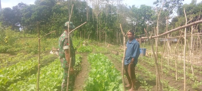 Babinsa Koramil 01/Lewa Bantu Warga Bersihkan Lahan Tanaman Hortikultura