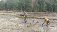 Dukung Swasembada Pangan Babinsa Koramil 04/Tabundung Bantu Petani Tanam Padi