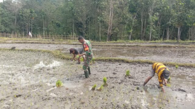 Dukung Swasembada Pangan Babinsa Koramil 04/Tabundung Bantu Petani Tanam Padi