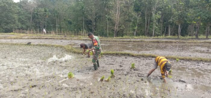 Dukung Swasembada Pangan Babinsa Koramil 04/Tabundung Bantu Petani Tanam Padi