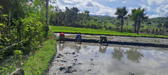 Dukung Ketahanan Pangan, Sertu Junus Ratu Bantu Petani di Ngadu Ngala