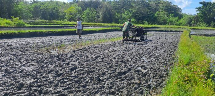 Babinsa Karera Dampingi Petani Bajak Sawah di Desa Kakaha