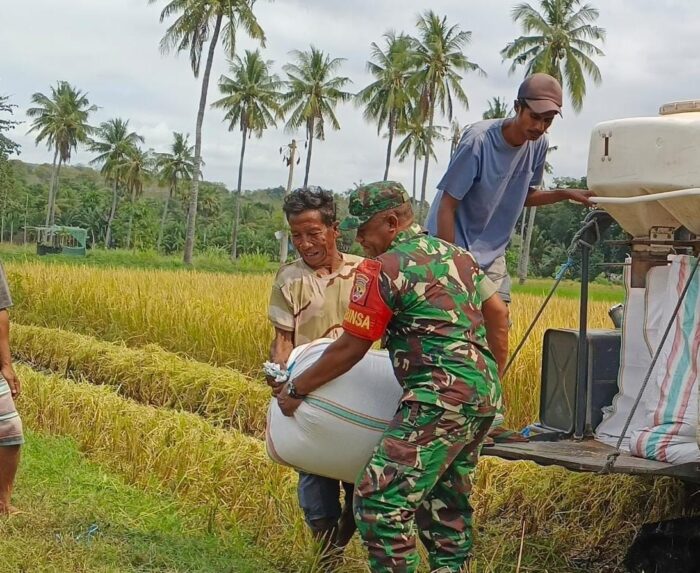 Dekat dengan Rakyat, Babinsa Sertu Antonius Turun ke Sawah Saat Panen