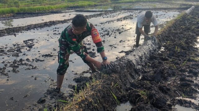 Dukung Ketahanan Pangan, Babinsa Dampingi Persiapan Lahan Tanam Padi