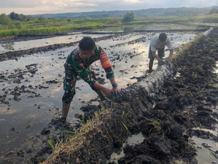 Dukung Ketahanan Pangan, Babinsa Dampingi Persiapan Lahan Tanam Padi