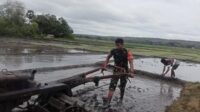 Dukung Ketahanan Pangan, Babinsa Desa Kaliuda Ikut Bajak Sawah